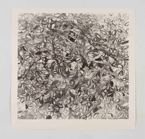 Yuko Sasai, Obra, Feijoa II, Arte Hoy, Galería